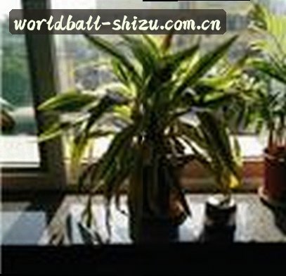 王鹏